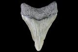 Juvenile Megalodon Tooth - Georgia #75333-1